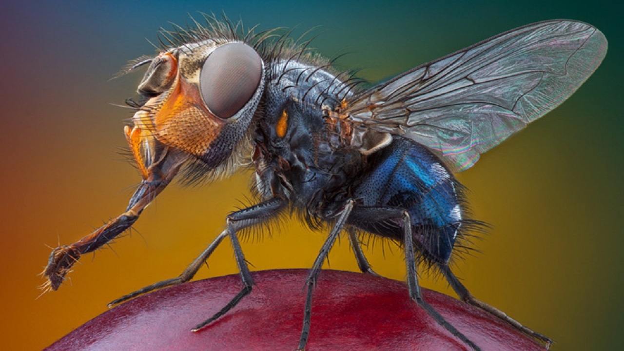 عکاسی پرتره از حشرات