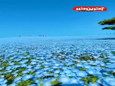 دشت لاله‌های آبی در هیتاچی ژاپن