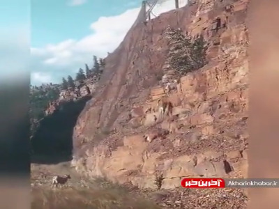 بزهای کوهی کلا اعتقادی به جاذبه ندارن!