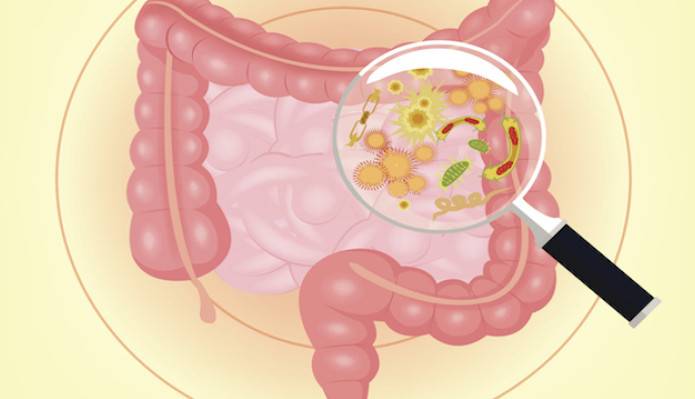 سلول های روده به سلول های ایمنی پیام می فرستند