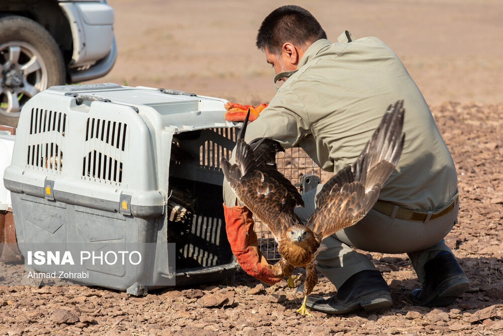 عکس/ رهاسازی پرندگان شکاری در قم