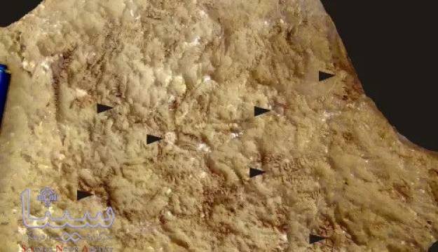 این جانور باستانی به نام رئیس جمهور اوکراین معرفی شد