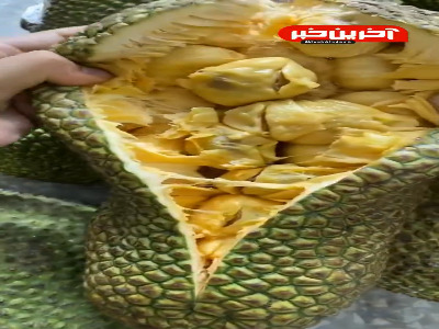 جک فروت؛ بزرگترین میوه جهان که وزنش به ۴۵ کیلو هم میرسه!
