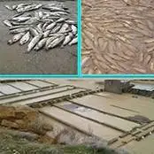 تخریب ۵۴ مزرعه پرورش ماهی الیگودرز بر اثر سیل