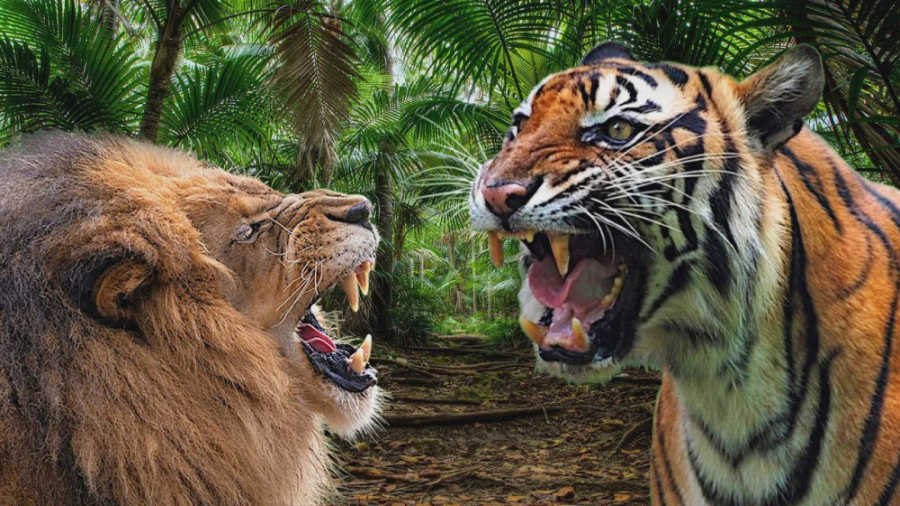جنگ وحشت زا شیر و ببر