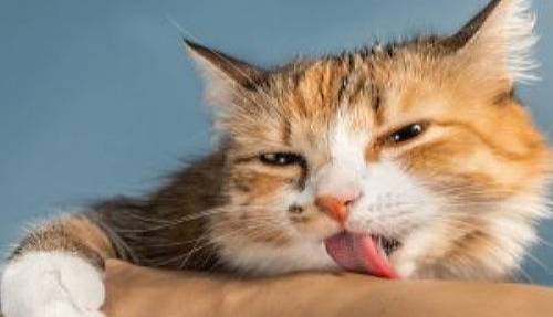 بزاق دهان سگ و گربه دلیل انتشار این بیماری هاست؛ مراقب باشید