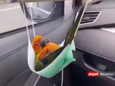 وقتی از شانس و تقدیر حرف می‌زنیم