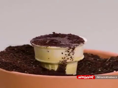 ترفندهای جالبی که در مورد گل و گیاهان باید بدونید و یاد بگیرید