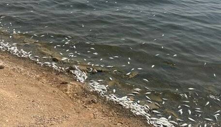 مرگ دسته جمعی ماهیان یک دریاچه در خوزستان