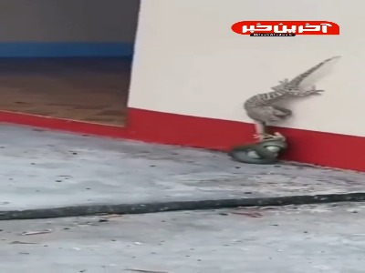 تلاش سمندر برای نجات همنوع خودش از دست مار!