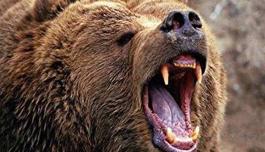 درگیری خونین خرس با مرد روستایی منجر به اعزام اورژانس هوایی شد