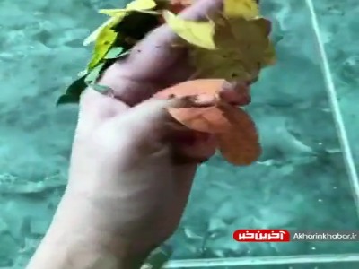 حیواناتی شبیه برگ درختان