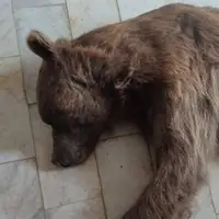 یک قلاده خرس قهوه‌ای بر اثر تصادف تلف شد