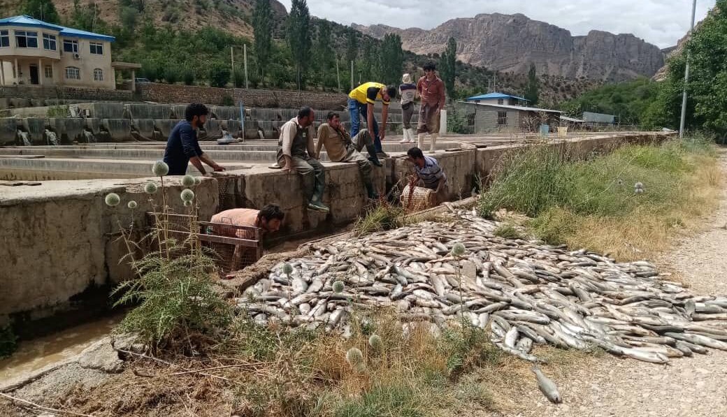 سیل، ۲۳۷ میلیارد ریال به مزارع پرورش ماهی فارس خسارت زد