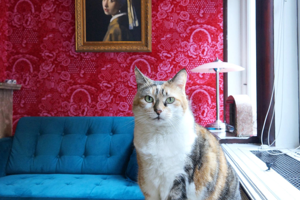 افتتاح هتل پنج ستاره ویژه گربه‌های خانگی در عربستان