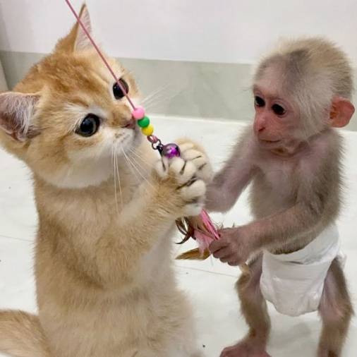 وقتی میمونا گربه ها رو معاینه میکنن!