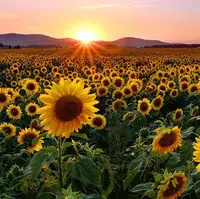 کاشت و رشد گل آفتاب گردان در ۸۰ روز