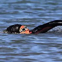 درخشش شناگر البرزی در مسابقات جهانی شنا