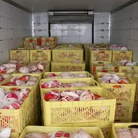 قیمت مرغ کماکان کمتر از نرخ مصوب