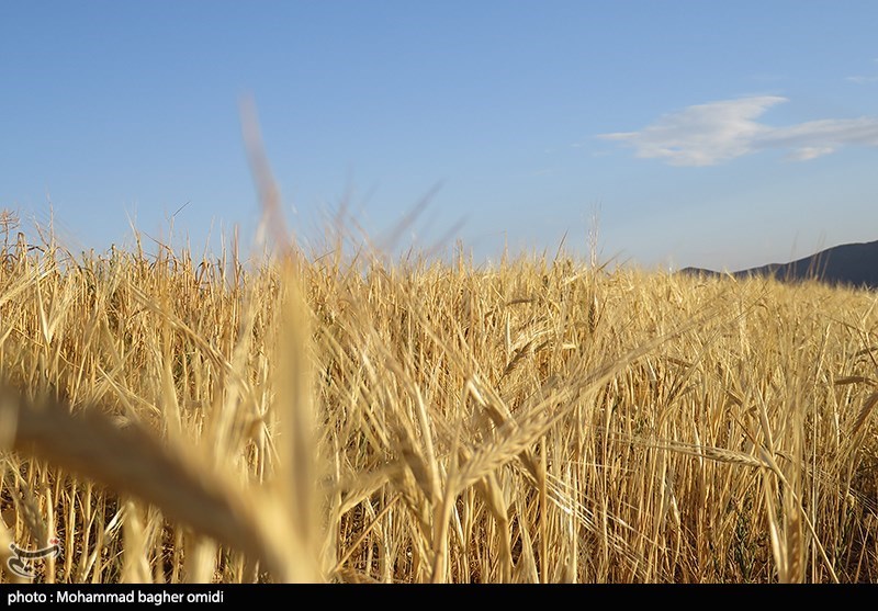 بنیاد ملی گندمکاران: سال آینده در تولید گندم به خودکفایی می‌رسیم