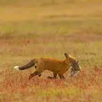 شکار شدن خرگوش توسط روباه