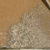 خسارت بارش‌های مانسون به مزارع ماهی‌های سردآبی ایذه