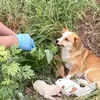 نجات یک سگ و 7 توله اش پس از ساعت ها تلاش