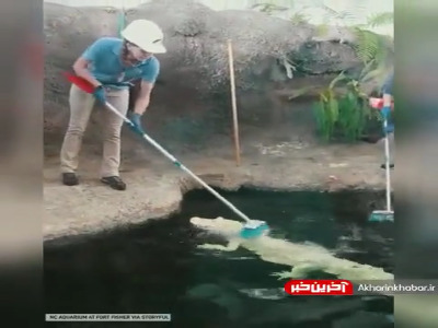 حمام کردن تمساح ها