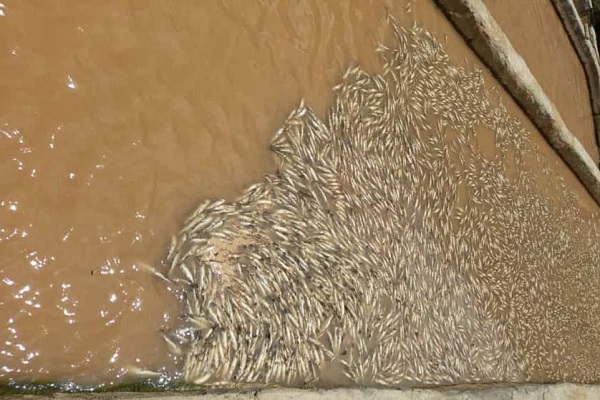 خسارت بارش‌های مانسون به مزارع ماهی‌های سردآبی ایذه