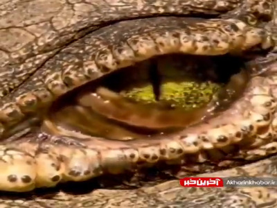 چشم تمساح از نمای نزدیک