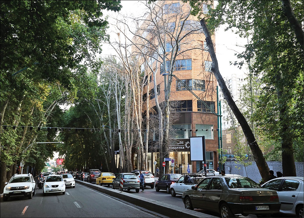 شهرداری تهران: قاتلان درختان شهر مجازات می‌شوند
