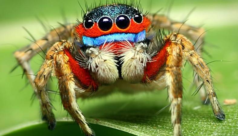 ویژگی عجیب عنکبوت‌ها که شبیه انسان است!