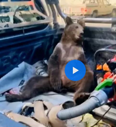 حال و روز عجیب خرسی که “عسل دیوانه کننده” خورده است