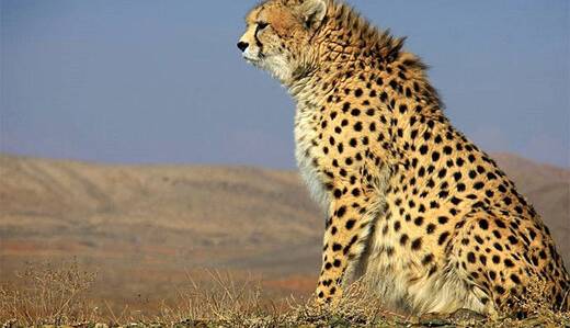 جزئیاتی از یوز مشاهده شده در حاشیه جاده تهران به مشهد
