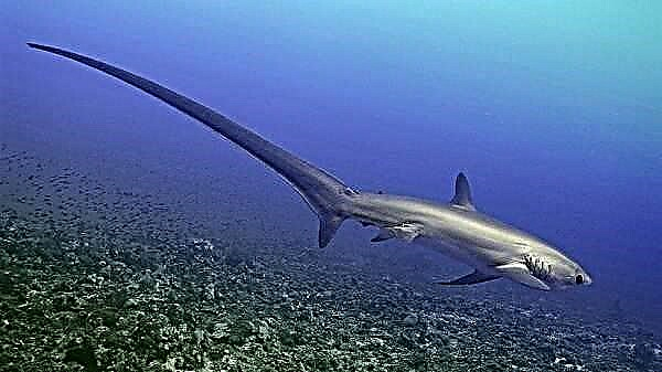 کوسه ای که با دمش شکار میکند