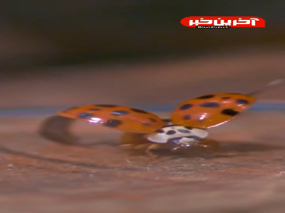 صحنه آهسته پرواز کفشدوزک