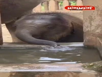 آب خوردن بچه فیل از نمای نزدیک