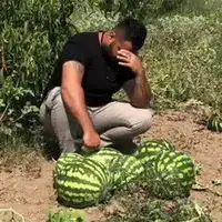 کشت هندوانه به جای دانه روغنی ضرر به کشاورزان زد