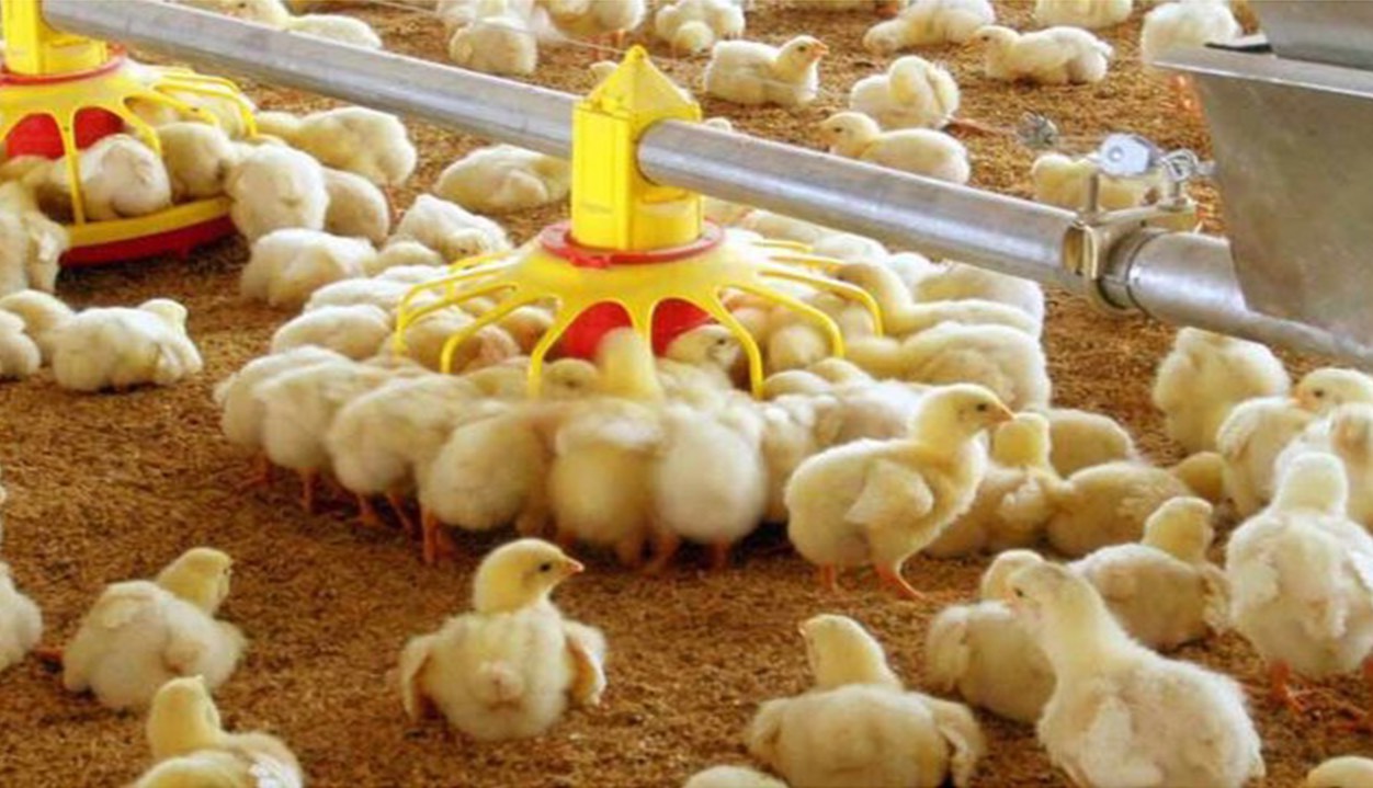 جوجه ریزی ۶۱۰ هزار قطعه مرغ گوشتی در ارسنجان