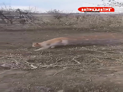 شکار حرفه ای گربه