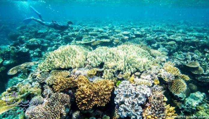 نشانه های ترمیم حیات در مرجان های دریایی