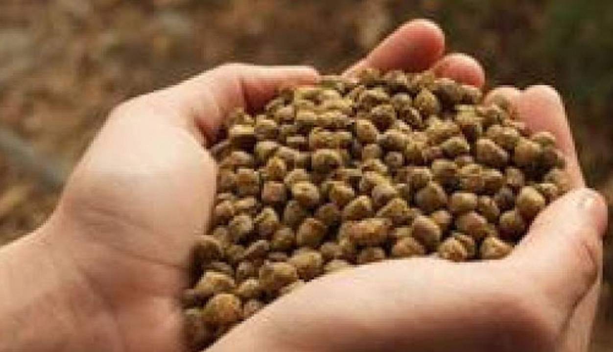 کشف ۶۰۰ کیلوگرم خوراک آبزیان غیربهداشتی در اردل