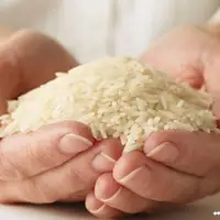 حباب برنج ایرانی ترکید؛ کاهش ۱۵ تا ۲۵ هزار تومانی قیمت برنج