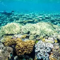 نشانه های ترمیم حیات در مرجان های دریایی
