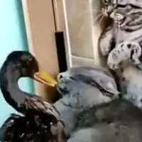 درگیری اردک و گربه!