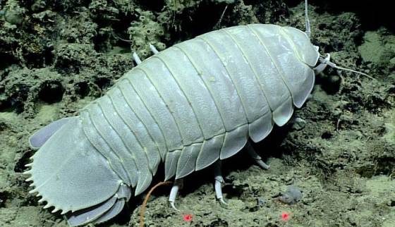 کشف یک گونه‌ جدید از سخت‌ پوستان خلیج مکزیک