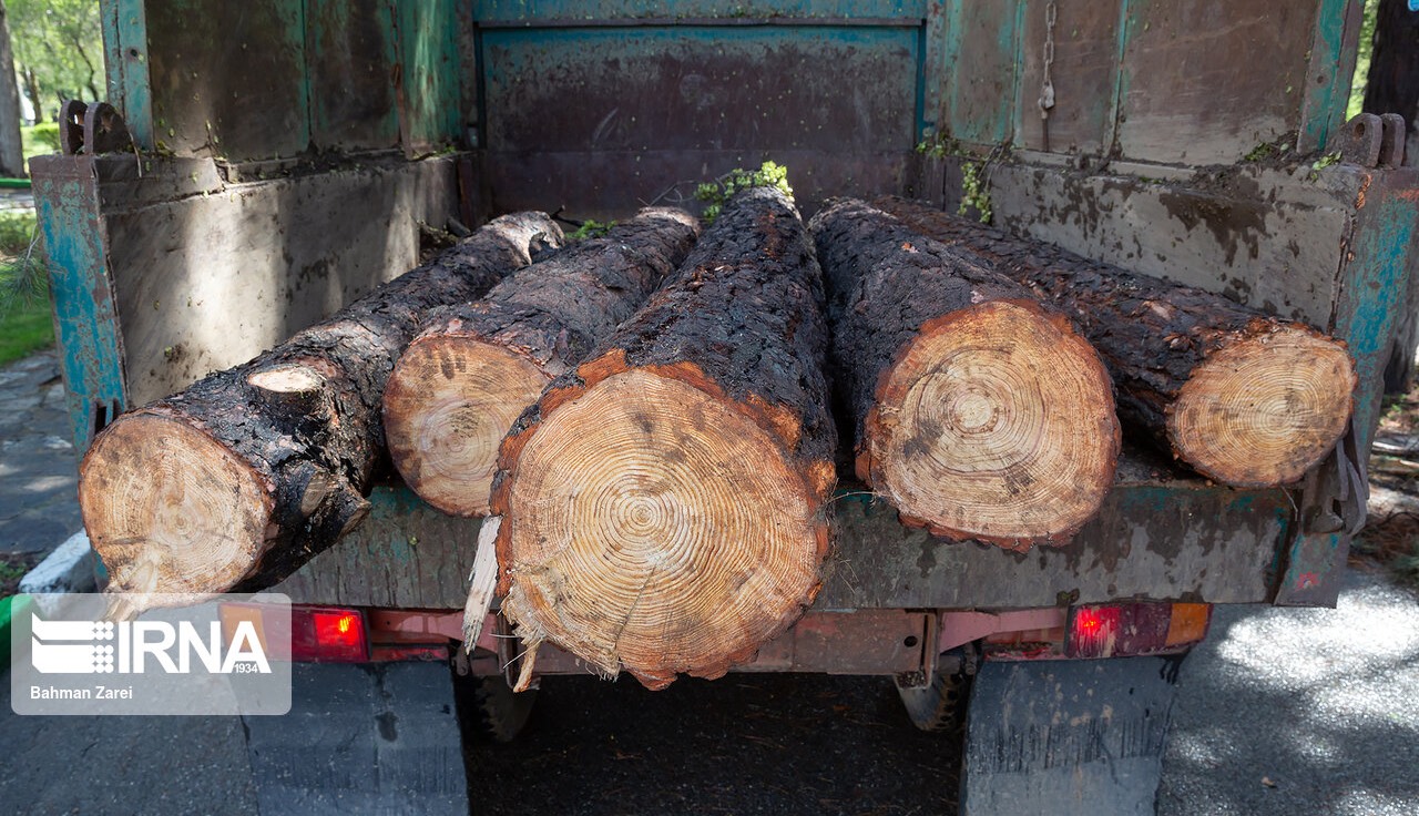 کشف سه تن چوب جنگلی بلوط در شهرستان جهرم