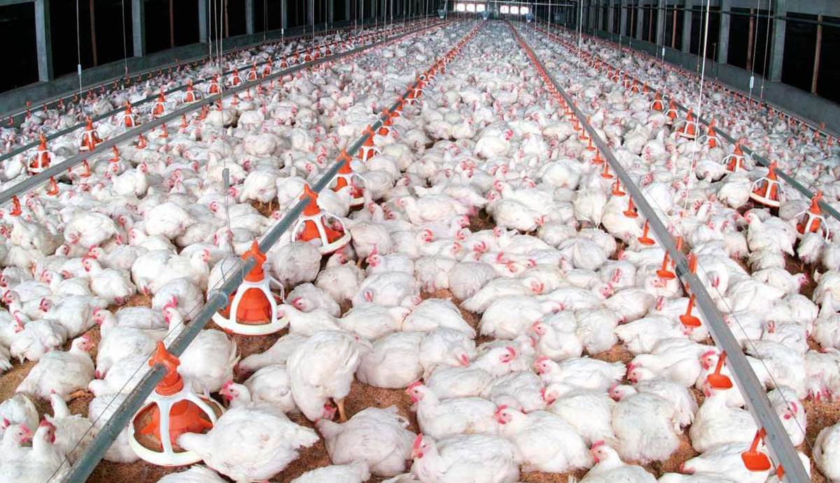 ادعای زیان ۱۵ هزار تومانی مرغداران در فروش هر کیلو مرغ