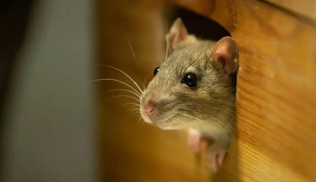 پیر شدن موش‌های جوان پس از تزریق خون موش‌های پیر!