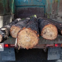 سه تن چوب جنگلی بلوط در شهرستان جهرم کشف شد
